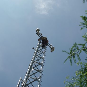 Going Up at the Roost…